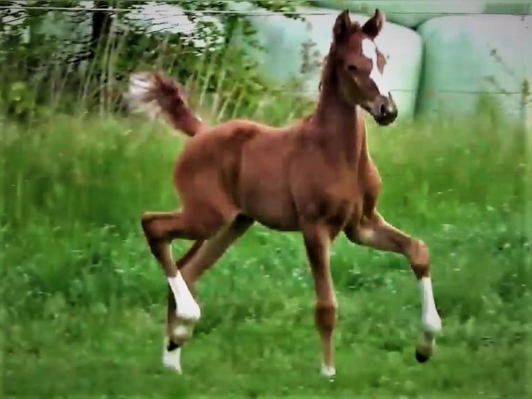 Oldenburg Mare 3 years Chestnut in Hankensbüttel