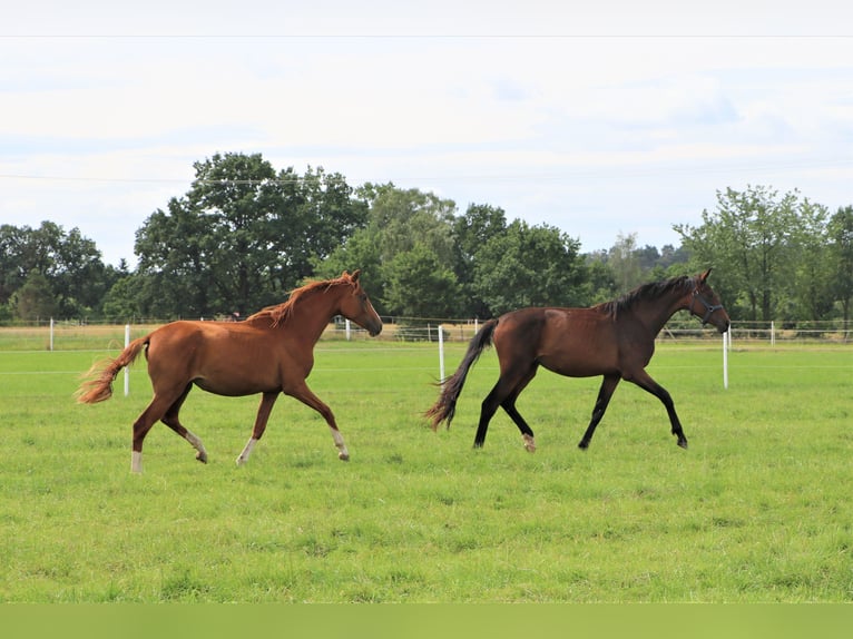 Oldenburg Mare 3 years Chestnut in Hankensbüttel