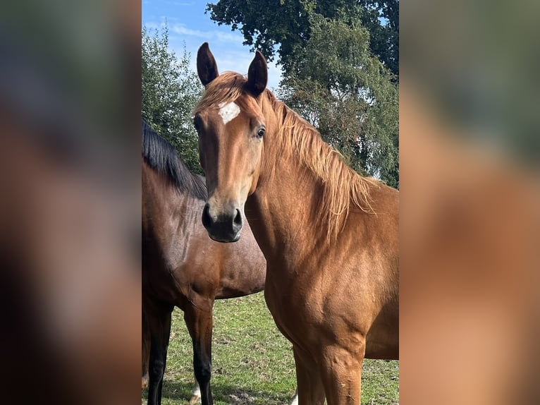 Oldenburg Mare 3 years Chestnut-Red in Molbergen
