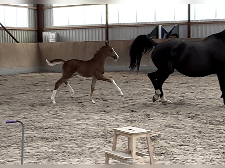 Oldenburg Mare 3 years Chestnut-Red in Berg