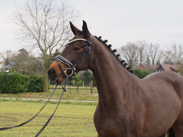 Oldenburg Mare 4 years 15,2 hh Bay-Dark in Bramsche