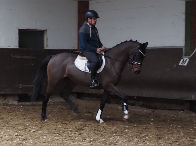 Oldenburg Mare 4 years 15,2 hh Bay-Dark in Bramsche