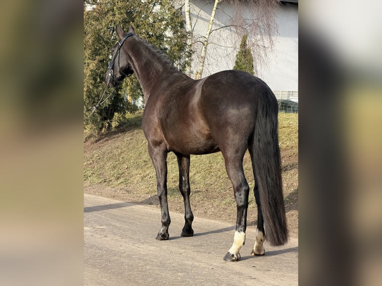 Oldenburg Mare 4 years 15.2 hh Black in Phöben