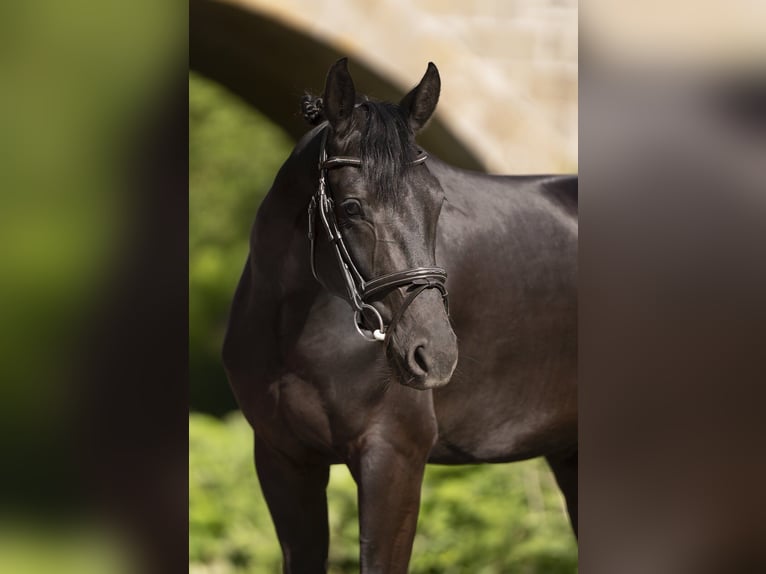 Oldenburg Mare 4 years 15.2 hh Black in Lemgo