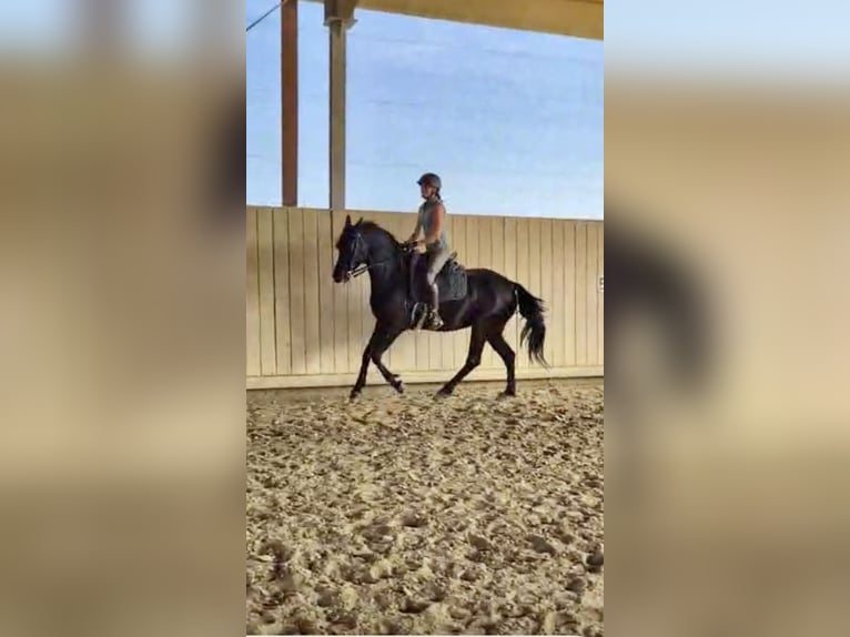 Oldenburg Mare 4 years 15.2 hh Black in Bad Endorf