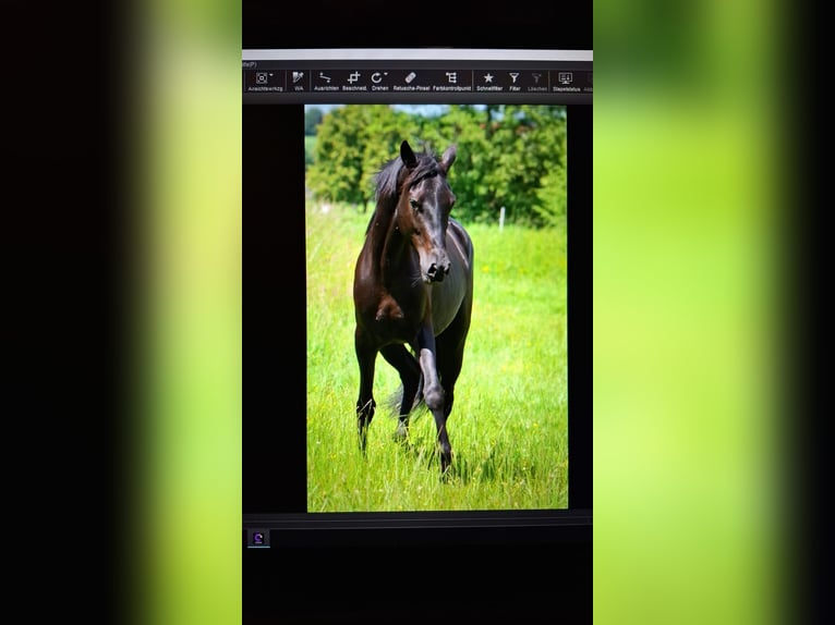 Oldenburg Mare 4 years 15.2 hh Black in Bad Endorf