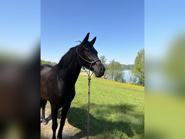 Oldenburg Mare 4 years 15.2 hh Black in Bad Endorf