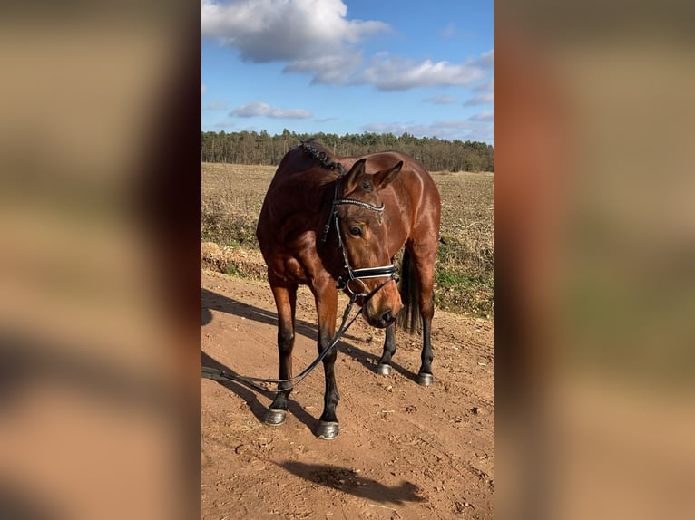 Oldenburg Mare 4 years 15,2 hh Brown in Bismark (Altmark) OT Gr&#xE4;venitz