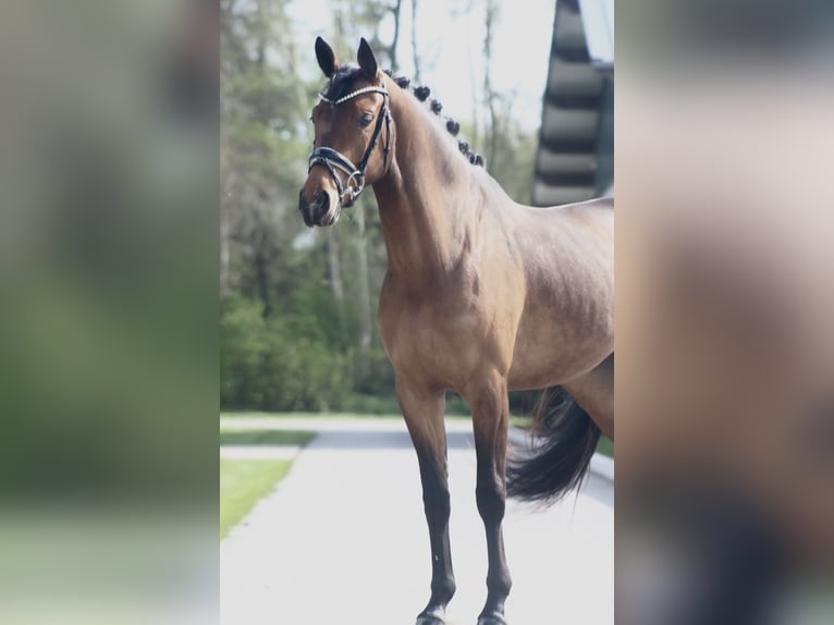 Oldenburg Mare 4 years 15.2 hh Brown in Berne