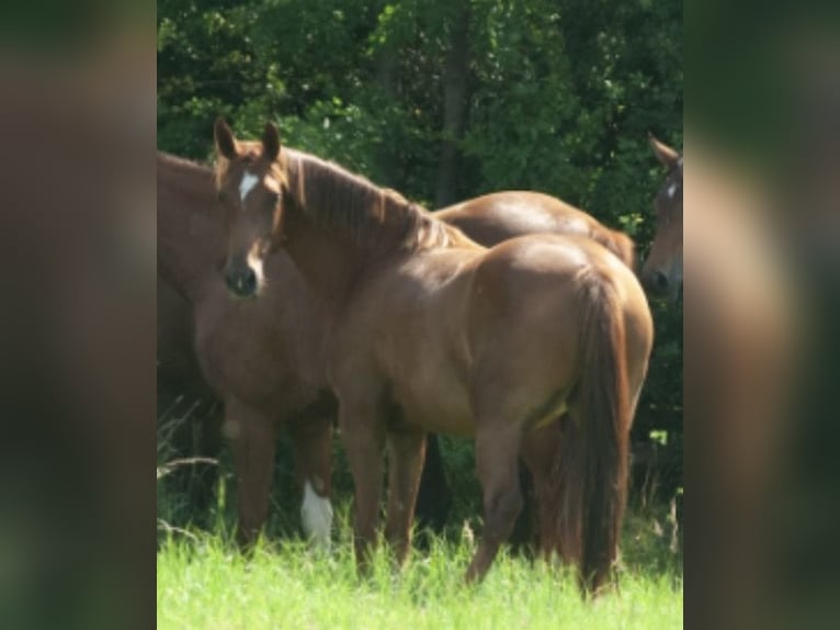Oldenburg Mare 4 years 15.2 hh Chestnut-Red in Bockenem