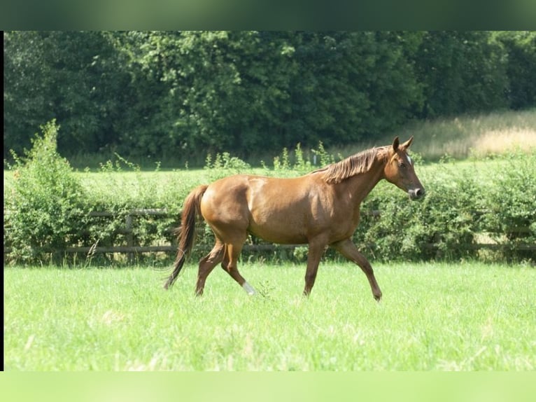 Oldenburg Mare 4 years 15.2 hh Chestnut-Red in Bockenem