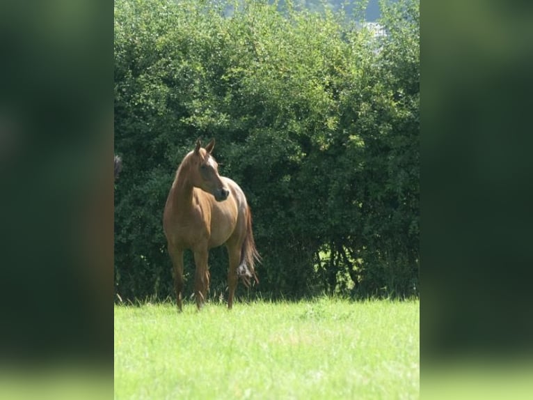 Oldenburg Mare 4 years 15.2 hh Chestnut-Red in Bockenem