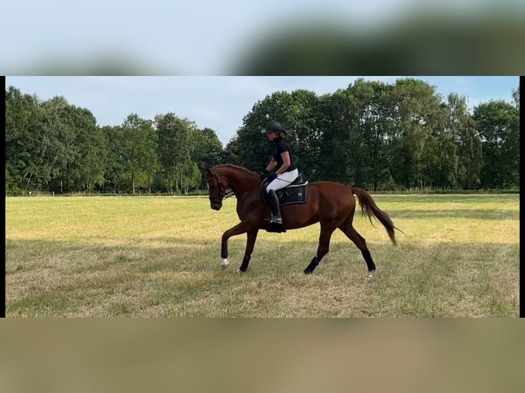 Oldenburg Mare 4 years 15.2 hh Chestnut-Red in Harsewinkel