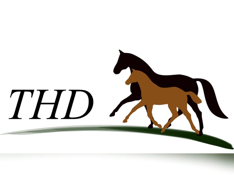 Oldenburg Mare 4 years 15.2 hh Smoky-Black in Hankensbüttel