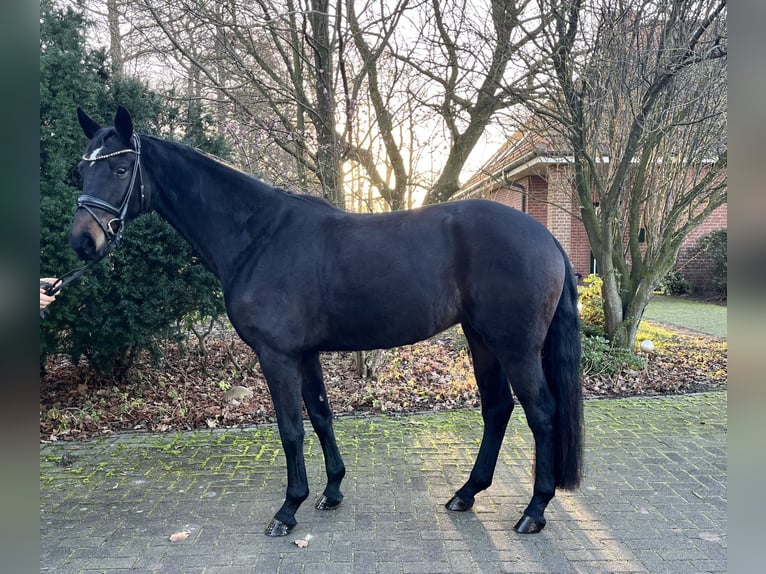 Oldenburg Mare 4 years 15.3 hh Bay-Dark in Jever