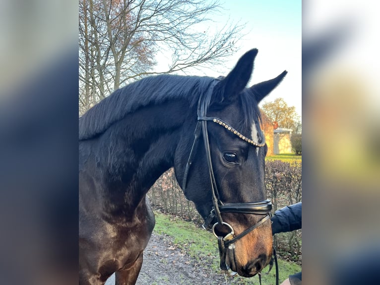 Oldenburg Mare 4 years 15.3 hh Bay-Dark in Jever