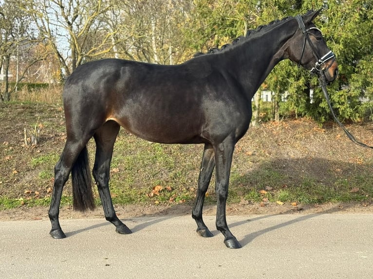 Oldenburg Mare 4 years 15.3 hh Bay-Dark in Phöben