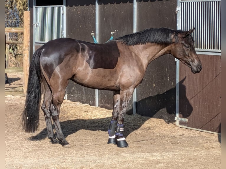 Oldenburg Mare 4 years 15.3 hh Black in Westerkappeln