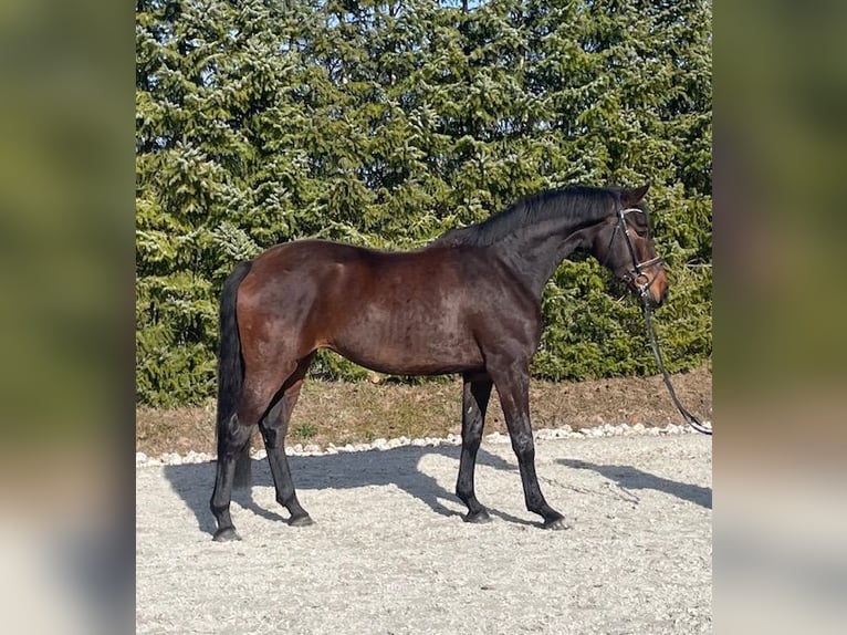 Oldenburg Mare 4 years 15.3 hh Brown in Drackenstein
