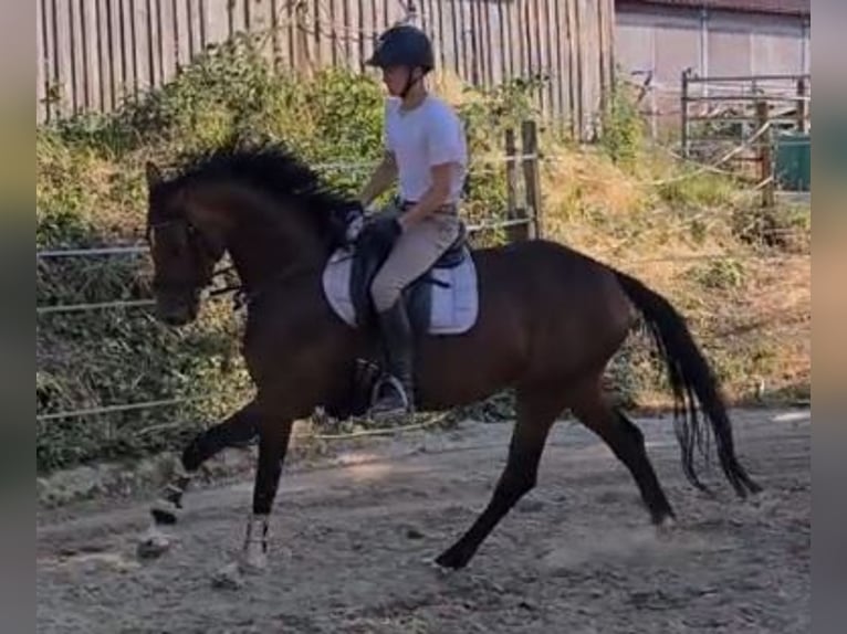 Oldenburg Mare 4 years 15,3 hh Brown in Sankt Wolfgang
