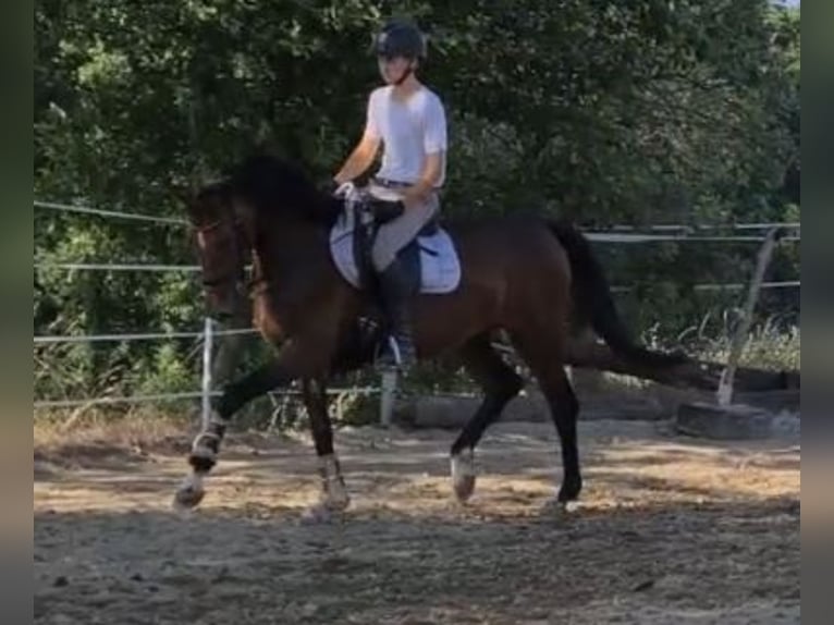 Oldenburg Mare 4 years 15,3 hh Brown in Sankt Wolfgang