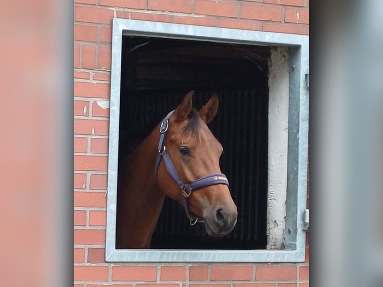 Oldenburg Mare 4 years 15.3 hh Brown in Ganderkesee