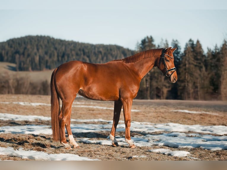 Oldenburg Mare 4 years 15,3 hh Chestnut in Kiefersfelden