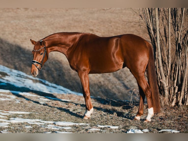 Oldenburg Mare 4 years 15,3 hh Chestnut in Kiefersfelden