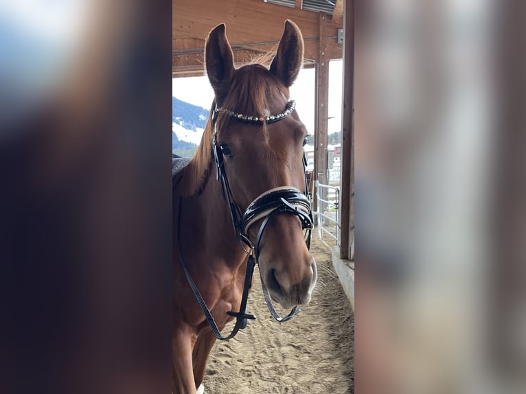 Oldenburg Mare 4 years 15,3 hh Chestnut in Kiefersfelden