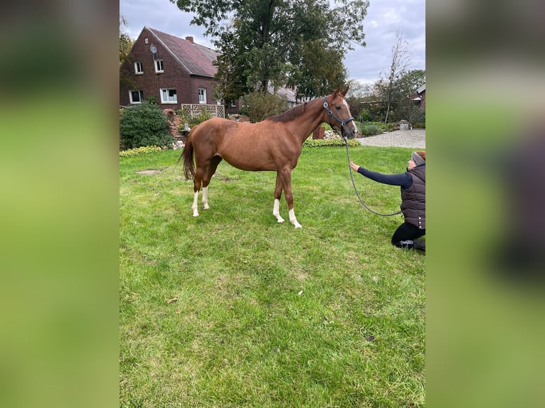 Oldenburg Mare 4 years 15,3 hh Chestnut-Red in Ihlow