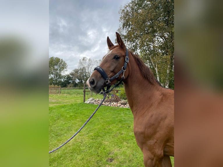 Oldenburg Mare 4 years 15,3 hh Chestnut-Red in Ihlow