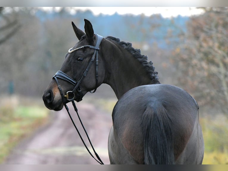 Oldenburg Mare 4 years 15,1 hh Bay-Dark in Kamern
