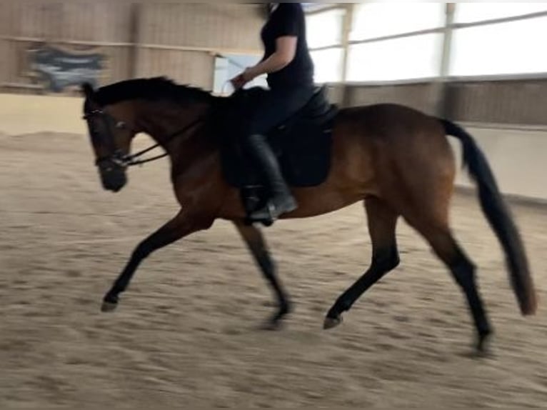Oldenburg Mare 4 years 15,1 hh Brown in W&#xFC;rzburg