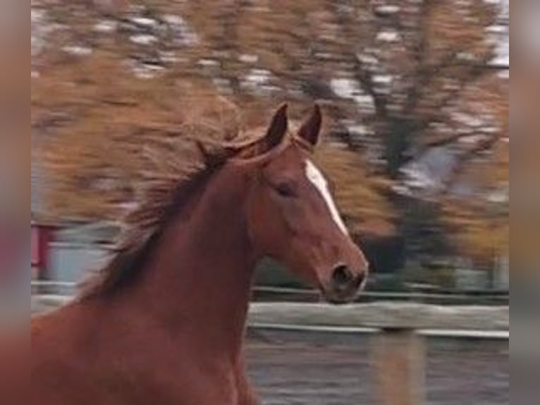 Oldenburg Mare 4 years 15,1 hh Chestnut-Red in Damme