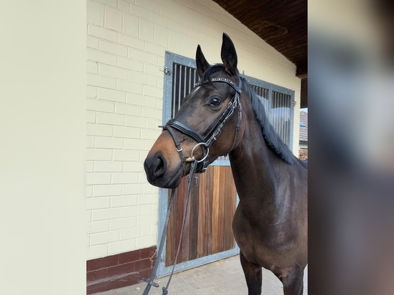 Oldenburg Mare 4 years 15,2 hh Bay-Dark in Einbeck