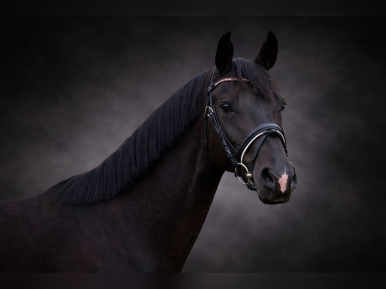 Oldenburg Mare 4 years 15,2 hh Black in Stadthagen
