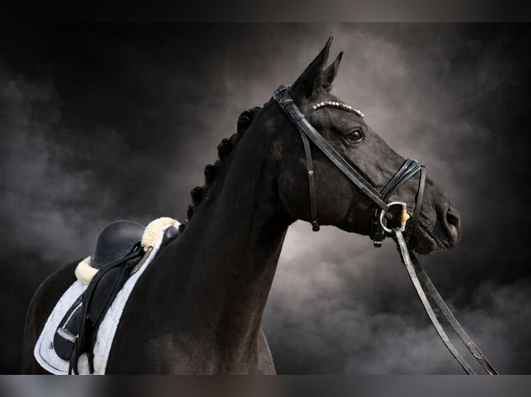 Oldenburg Mare 4 years 15,2 hh Black in Stadthagen