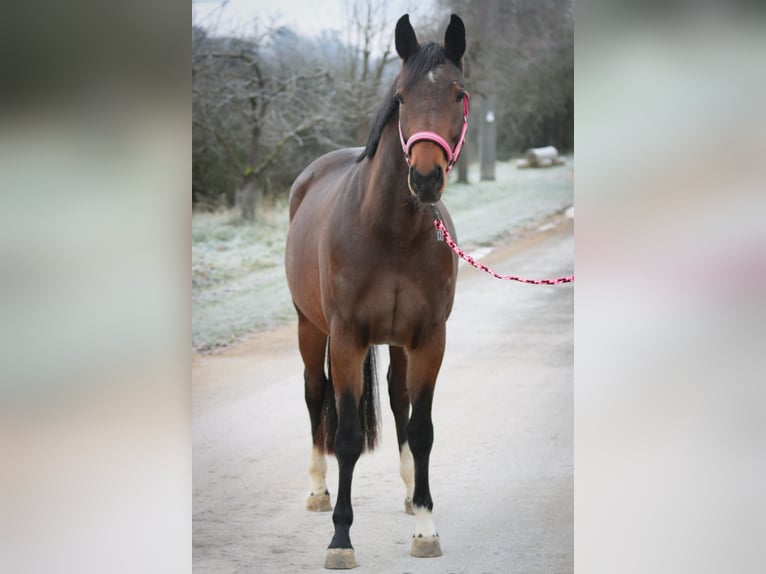 Oldenburg Mare 4 years 15,2 hh Brown in K&#xFC;mmersbruck