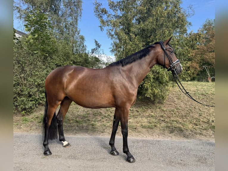 Oldenburg Mare 4 years 15,2 hh Brown in Ph&#xF6;ben