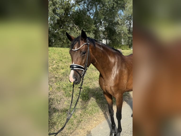 Oldenburg Mare 4 years 15,2 hh Brown in Ph&#xF6;ben