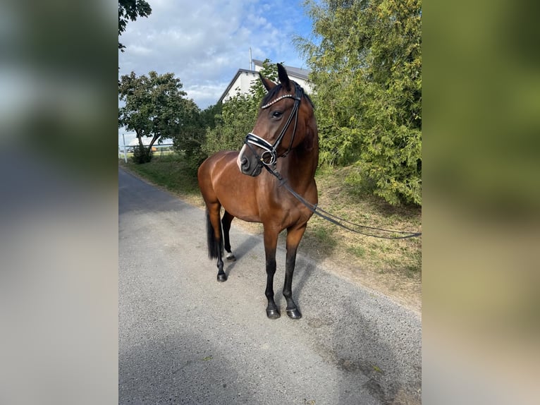 Oldenburg Mare 4 years 15,2 hh Brown in Ph&#xF6;ben