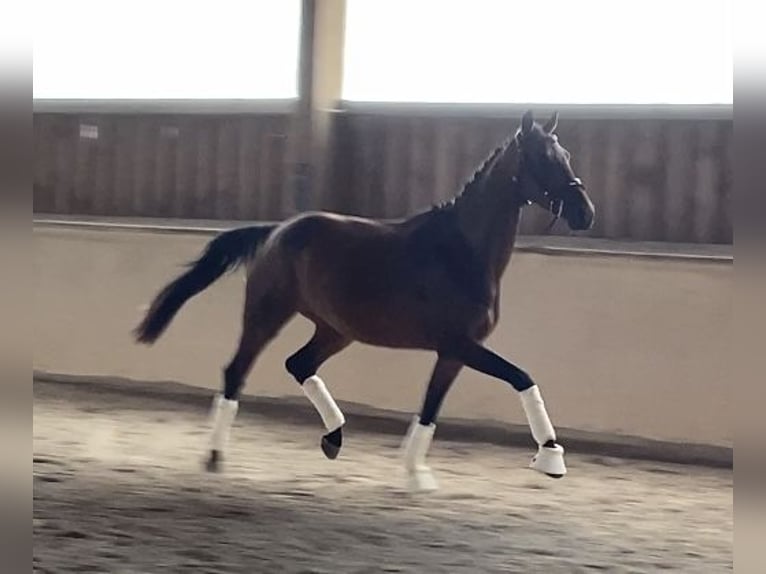 Oldenburg Mare 4 years 15,2 hh Brown in W&#xFC;rzburg