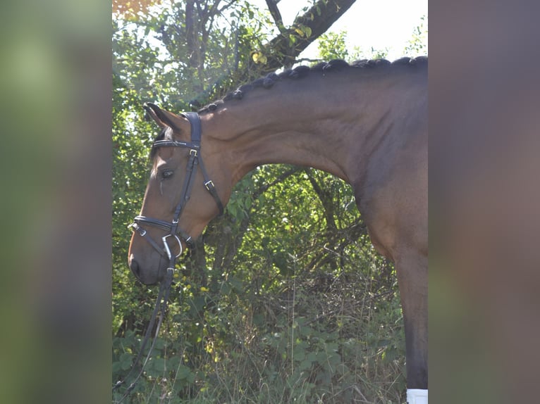 Oldenburg Mare 4 years 15,2 hh Brown in W&#xFC;rzburg