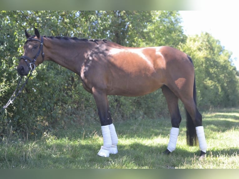 Oldenburg Mare 4 years 15,2 hh Brown in W&#xFC;rzburg