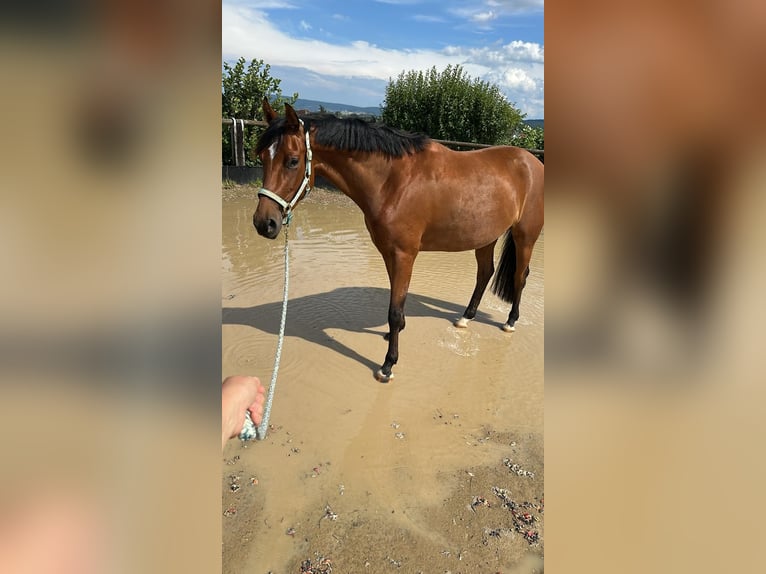 Oldenburg Mare 4 years 15,2 hh Brown in Hanau
