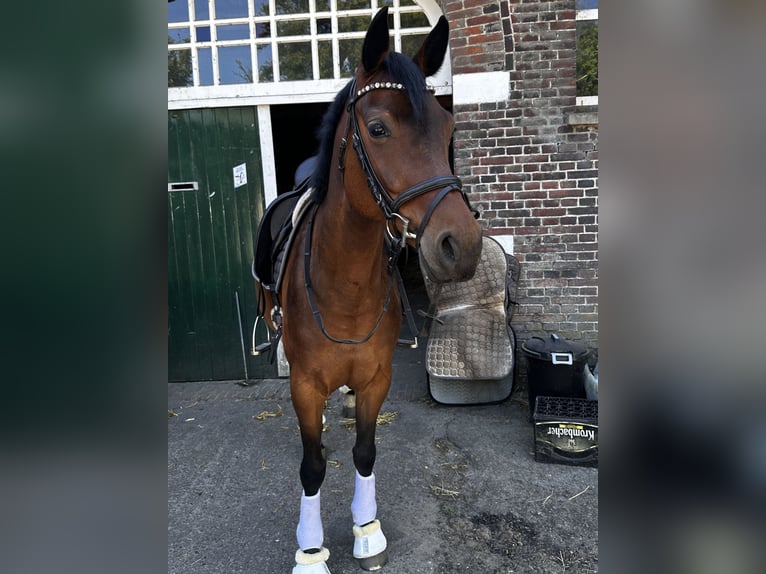 Oldenburg Mare 4 years 15,2 hh Brown in Wardenburg