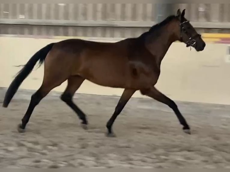 Oldenburg Mare 4 years 15,2 hh Chestnut-Red in W&#xFC;rzburg