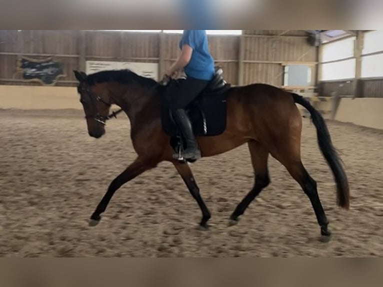 Oldenburg Mare 4 years 15,2 hh Chestnut-Red in W&#xFC;rzburg