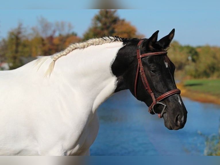 Oldenburg Mare 4 years 15,2 hh Pinto in Robards