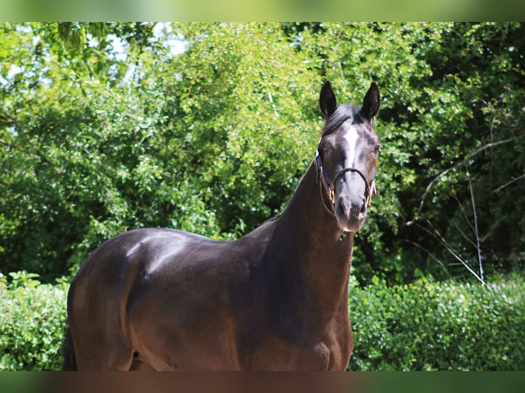 Oldenburg Mare 4 years 15,3 hh Black in Roßdorf